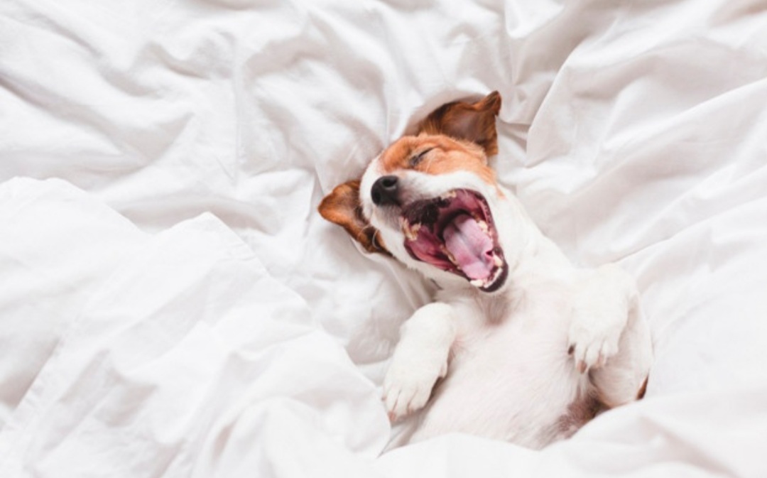 Doružova sa vyspí aj váš štvornohý miláčik